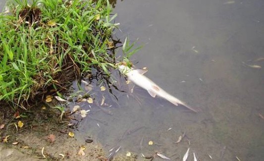 Úhyn ryb na Dřevnici